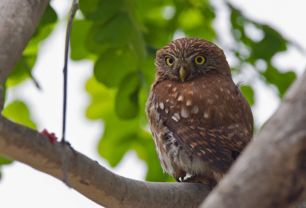 Peruvian Pygmy-Owl - ML205986771