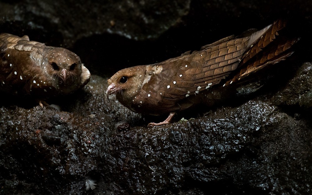 Oilbird - Lars Petersson | My World of Bird Photography