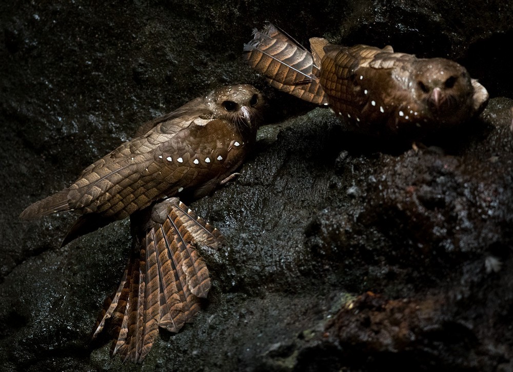 Oilbird - Lars Petersson | My World of Bird Photography