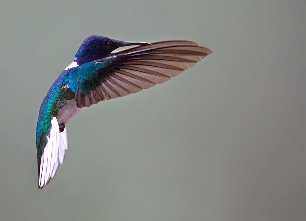 kolibřík bělokrký - ML205986921