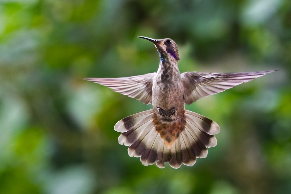 kolibřík fialovouchý - ML205986941
