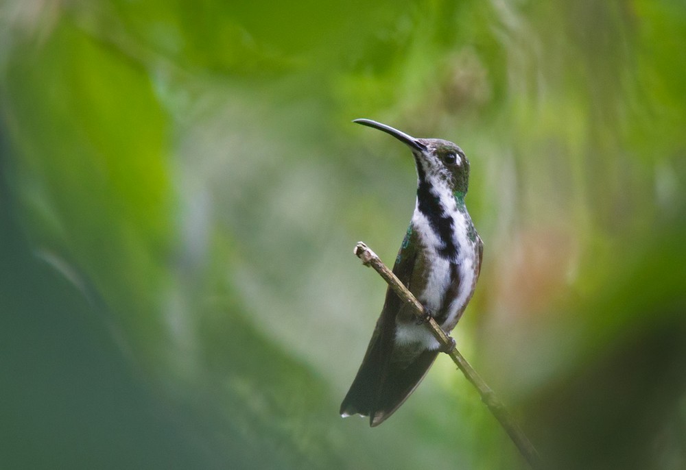 Black-throated Mango (Ecuadorian) - Lars Petersson | My World of Bird Photography