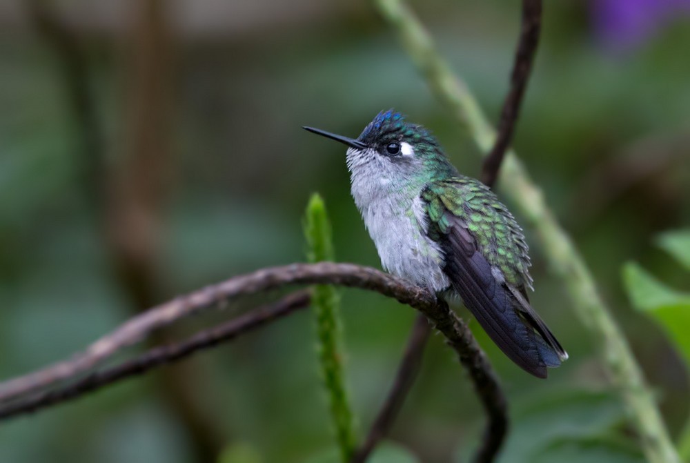 Violet-headed Hummingbird - ML205986981