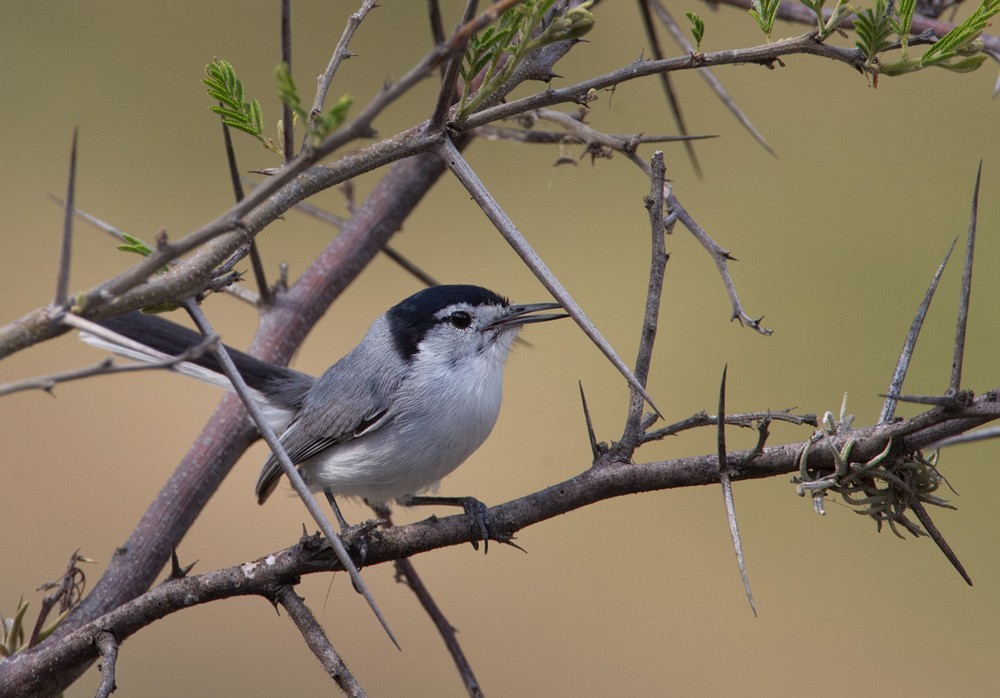 White-browed Gnatcatcher - Lars Petersson | My World of Bird Photography