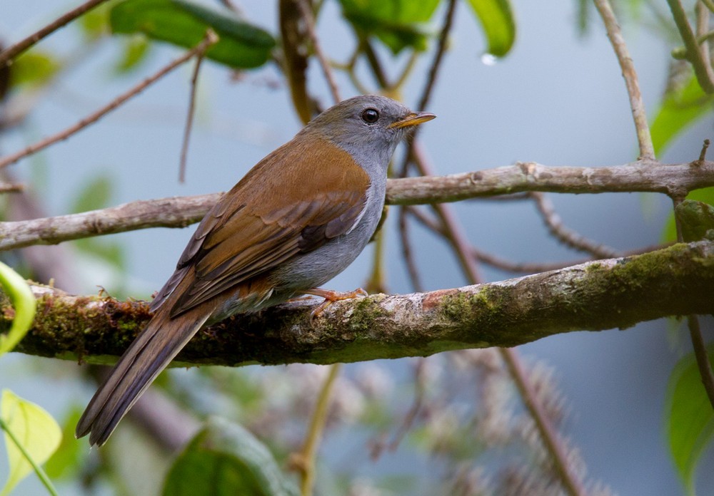 Andean Solitaire - Lars Petersson | My World of Bird Photography