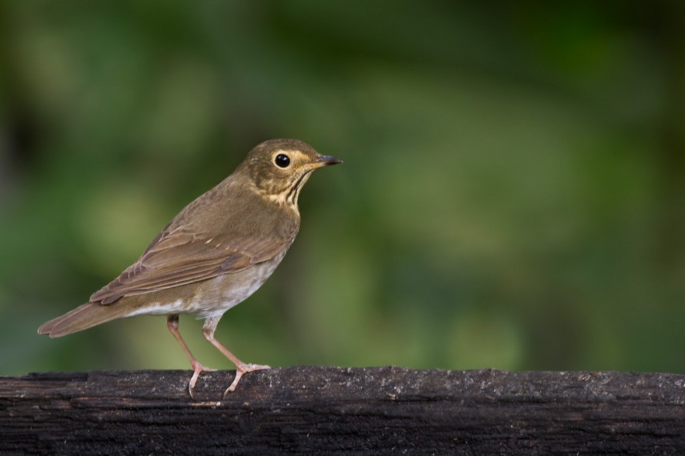 Swainson's Thrush (Olive-backed) - Lars Petersson | My World of Bird Photography