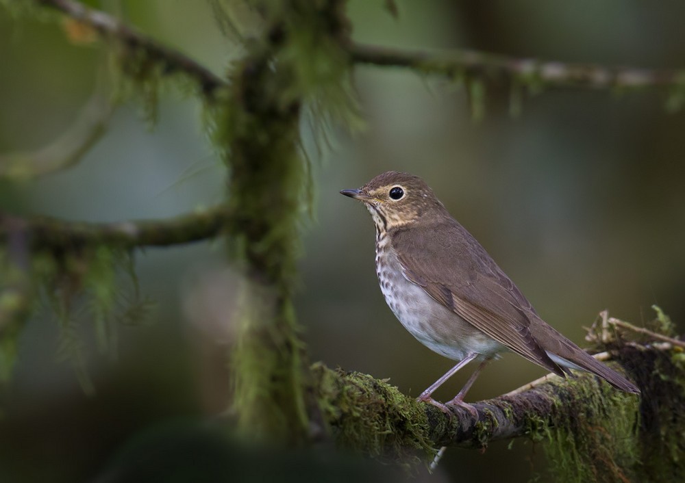 Swainson's Thrush (Olive-backed) - Lars Petersson | My World of Bird Photography