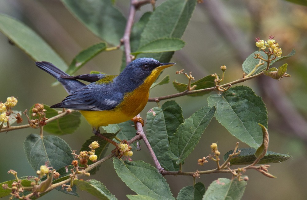 Tropical Parula - Lars Petersson | My World of Bird Photography