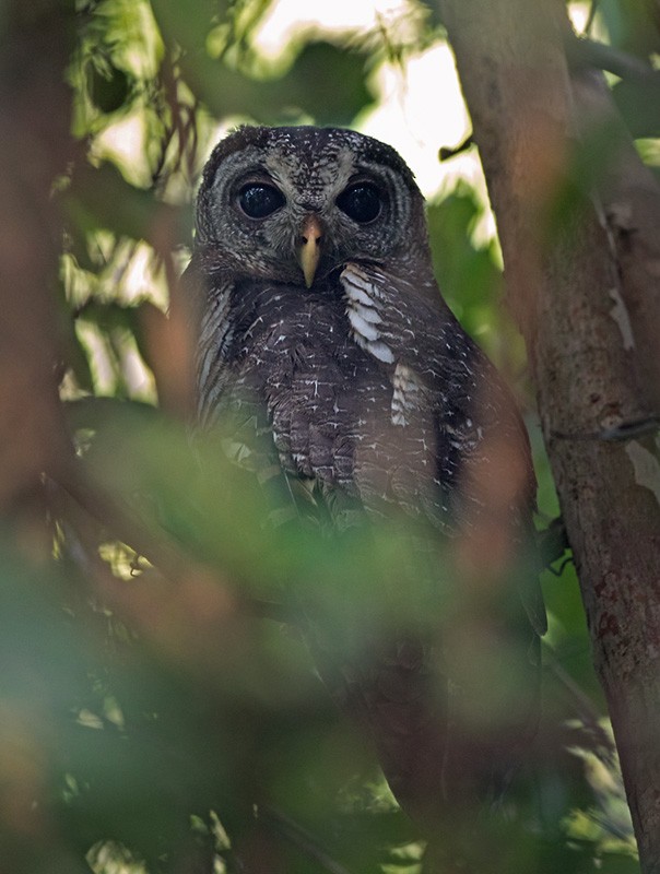 African Wood-Owl - ML205987321