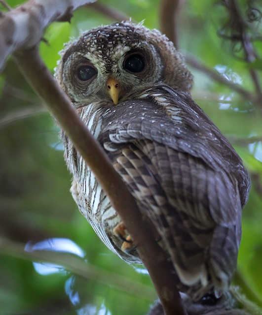 アフリカヒナフクロウ Ebird