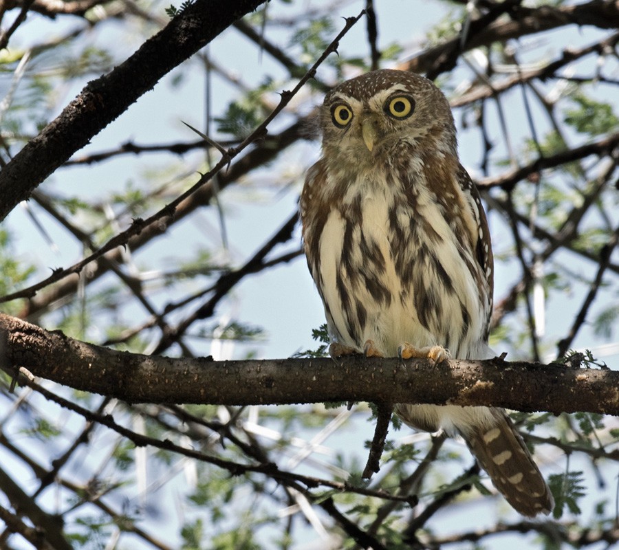 Pearl-spotted Owlet - ML205987341