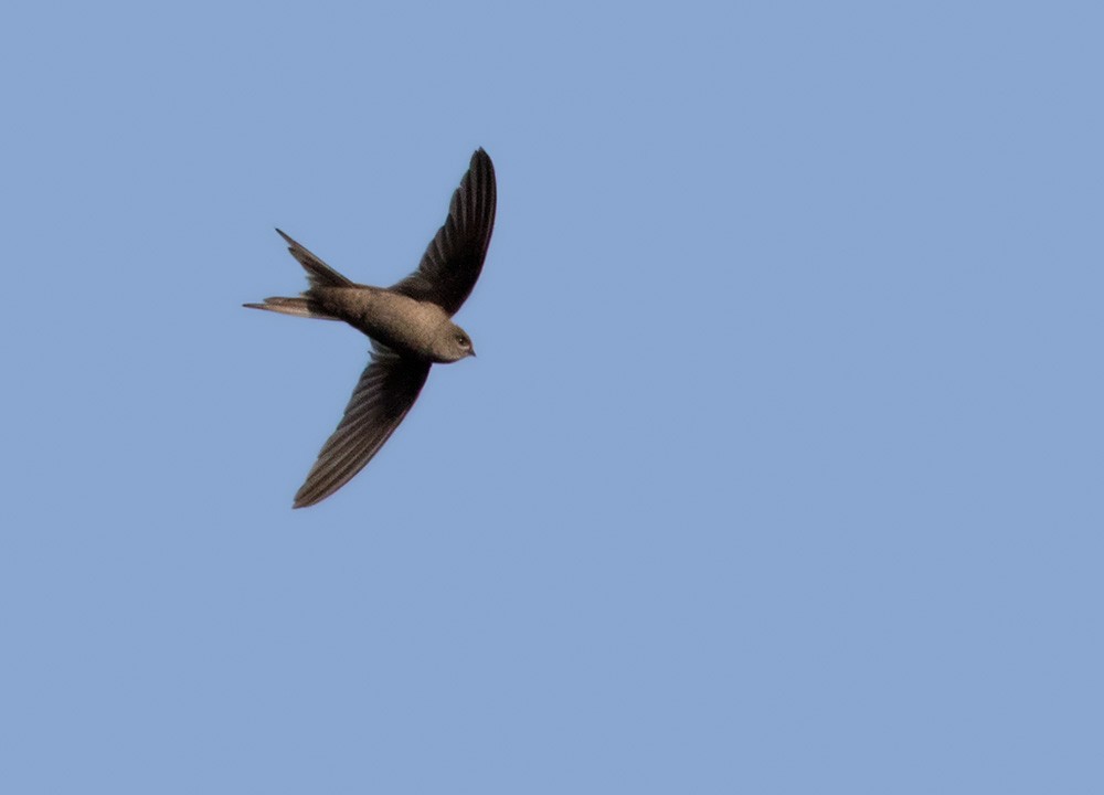 African Palm Swift - Lars Petersson | My World of Bird Photography