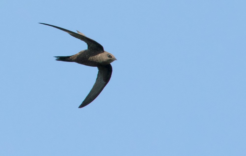 African Swift (African) - Lars Petersson | My World of Bird Photography