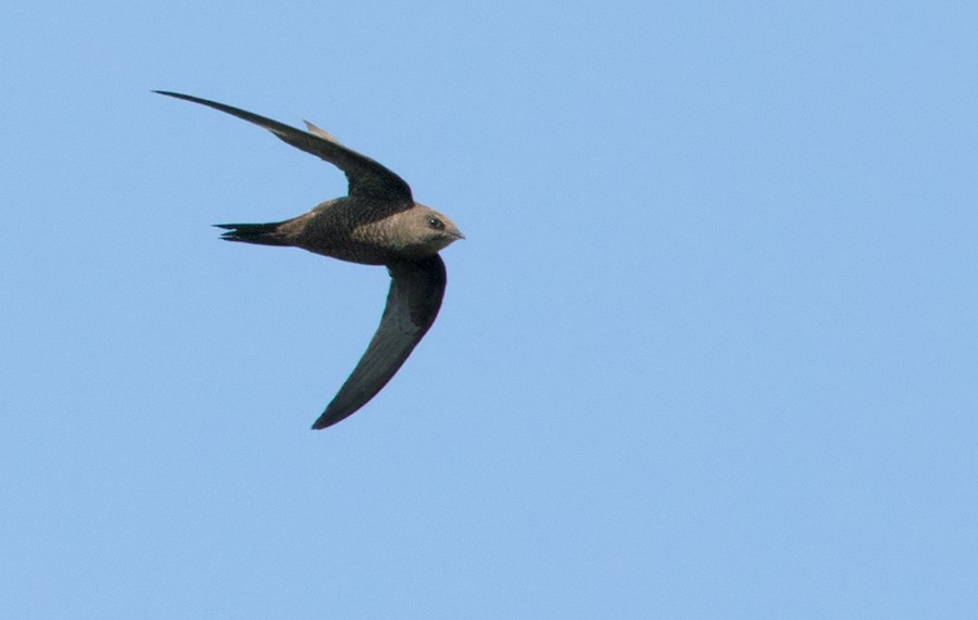 African Black Swift - Ebird