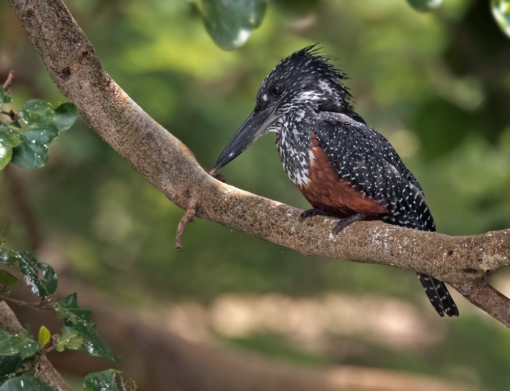 Giant Kingfisher - Lars Petersson | My World of Bird Photography