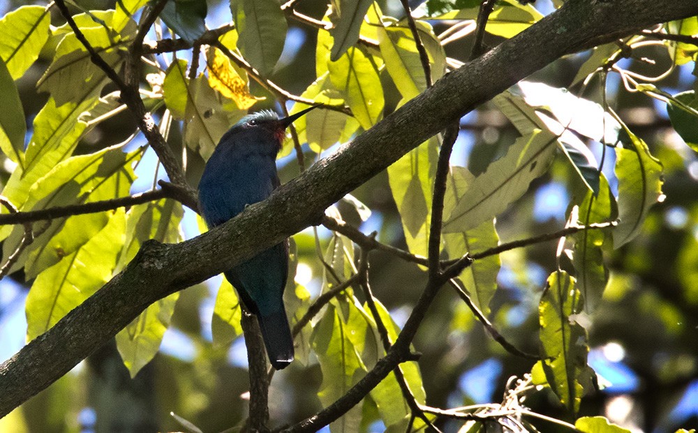 Blue-headed Bee-eater - ML205987581