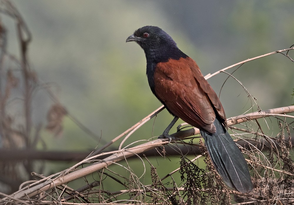 Greater Coucal (Greater) - Lars Petersson | My World of Bird Photography