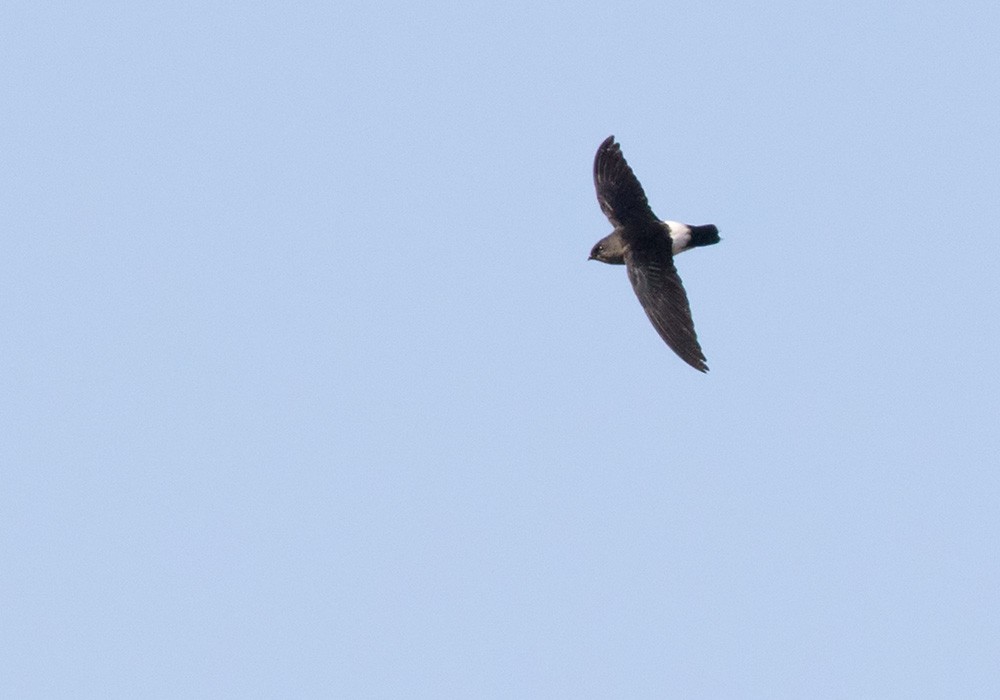 White-rumped Spinetail - ML205987721