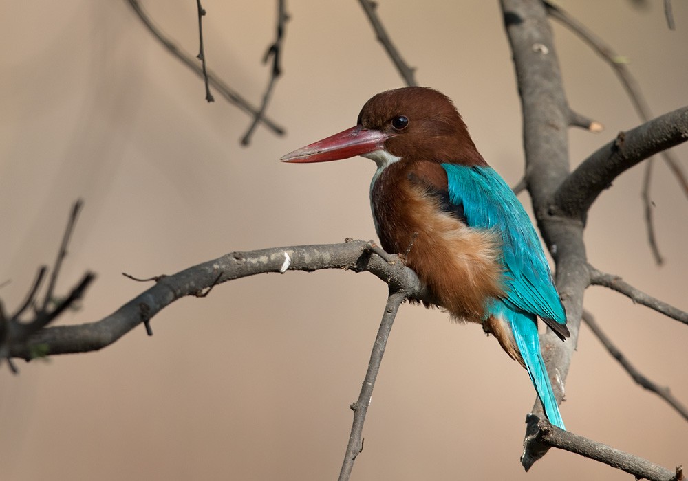 White-throated Kingfisher - Lars Petersson | My World of Bird Photography