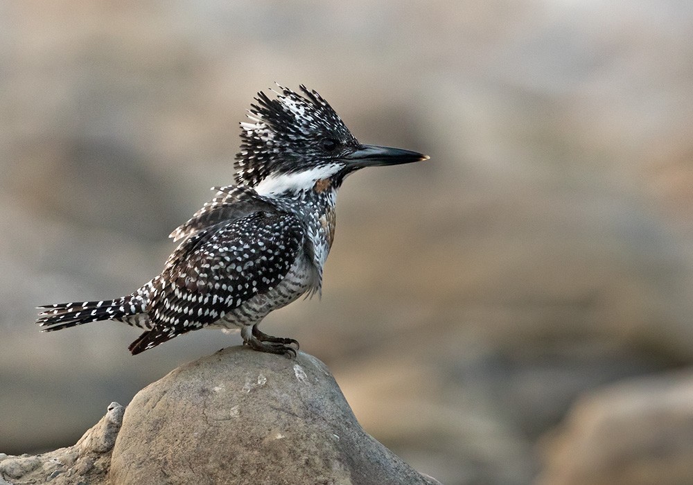 Crested Kingfisher - Lars Petersson | My World of Bird Photography