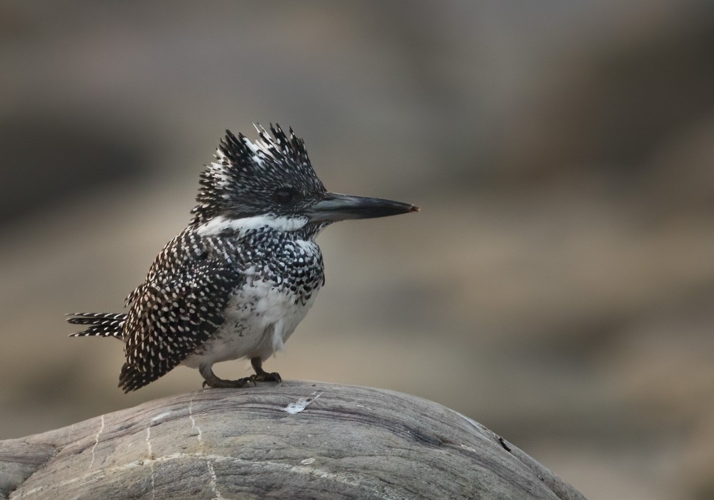 Crested Kingfisher - ML205987871