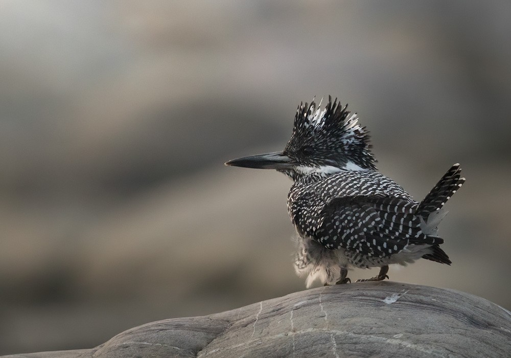 Crested Kingfisher - ML205987881