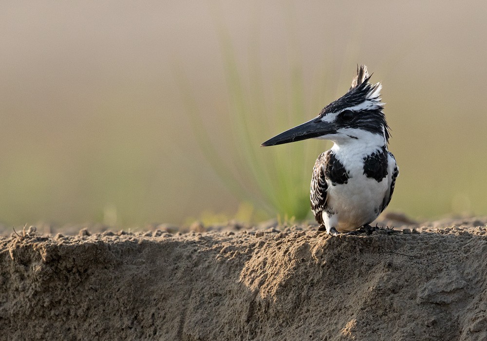Pied Kingfisher - Lars Petersson | My World of Bird Photography