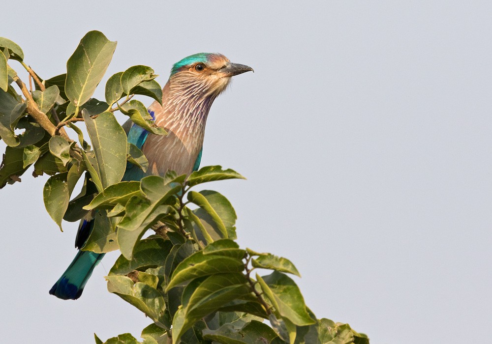 Indian Roller - Lars Petersson | My World of Bird Photography