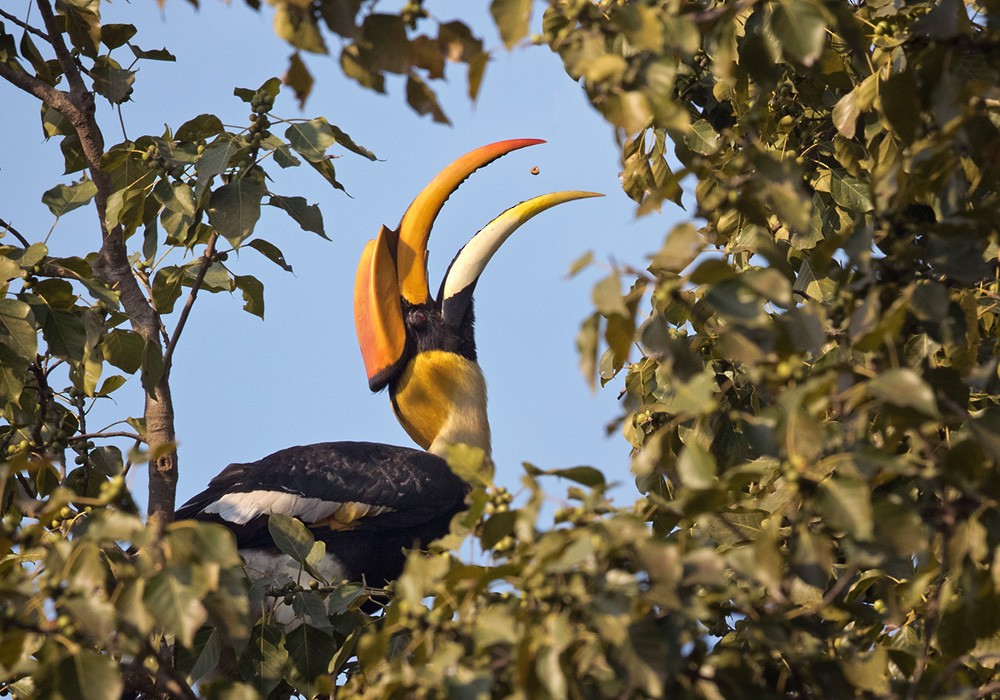 Great Hornbill - Lars Petersson | My World of Bird Photography