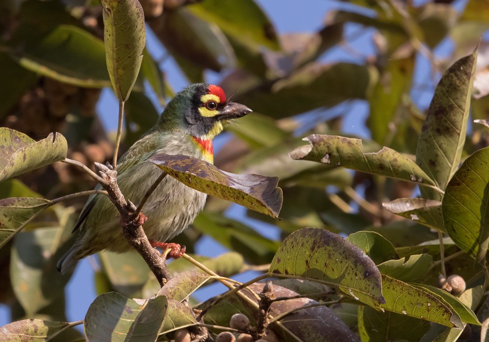 Coppersmith Barbet - Lars Petersson | My World of Bird Photography