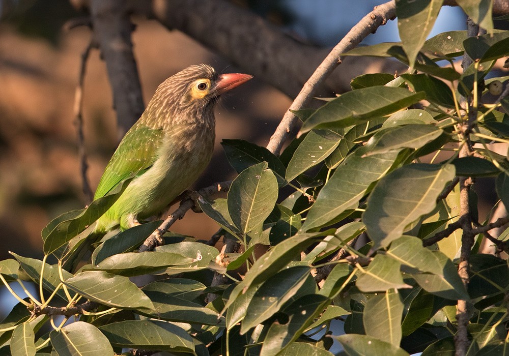 Brown-headed Barbet - Lars Petersson | My World of Bird Photography