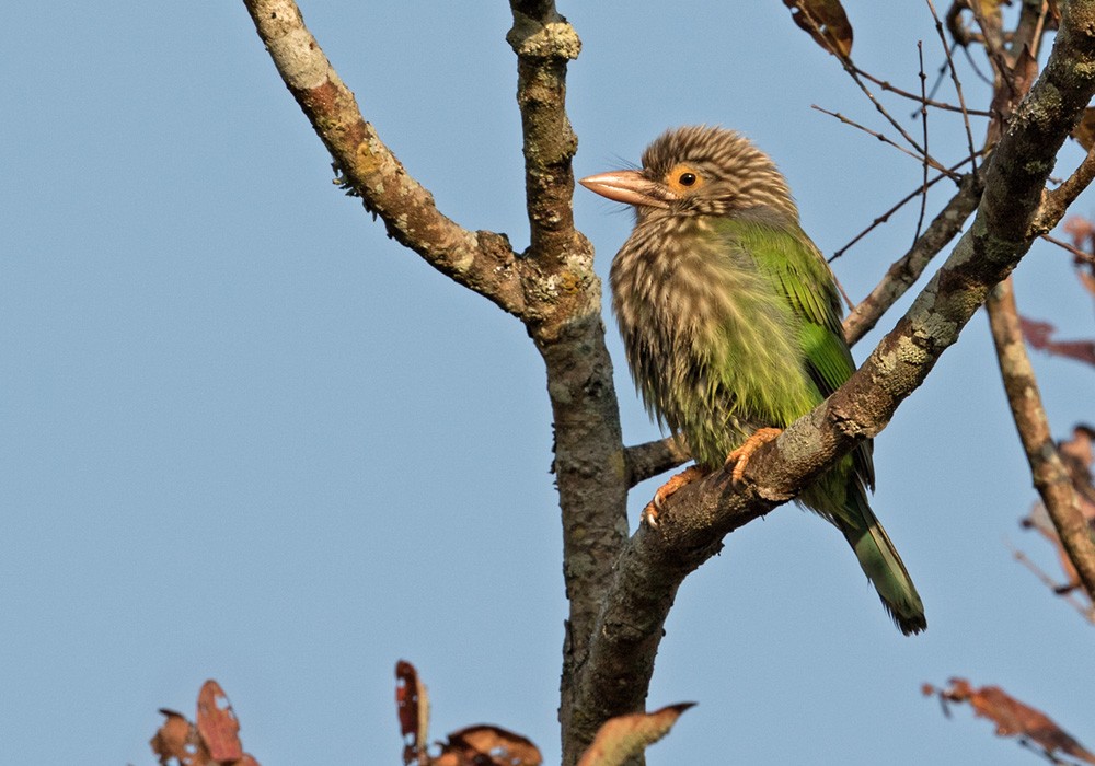 Lineated Barbet - Lars Petersson | My World of Bird Photography