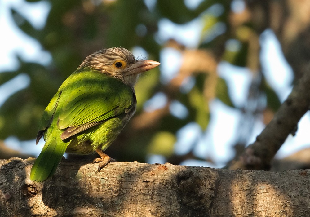 Lineated Barbet - ML205988021