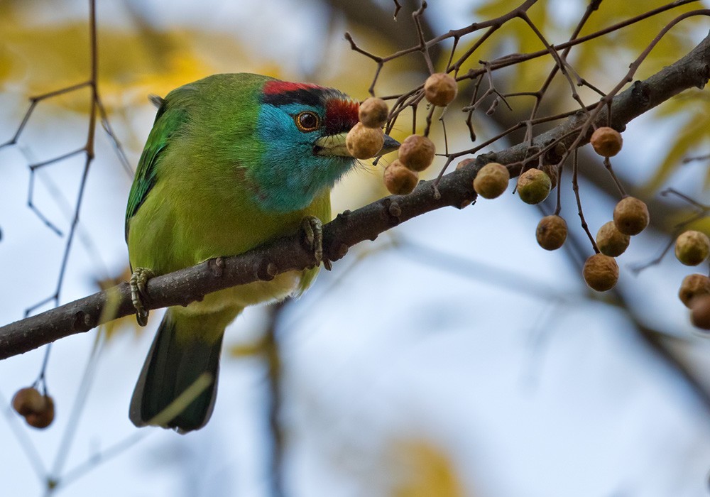 Blue-throated Barbet (Red-crowned) - Lars Petersson | My World of Bird Photography