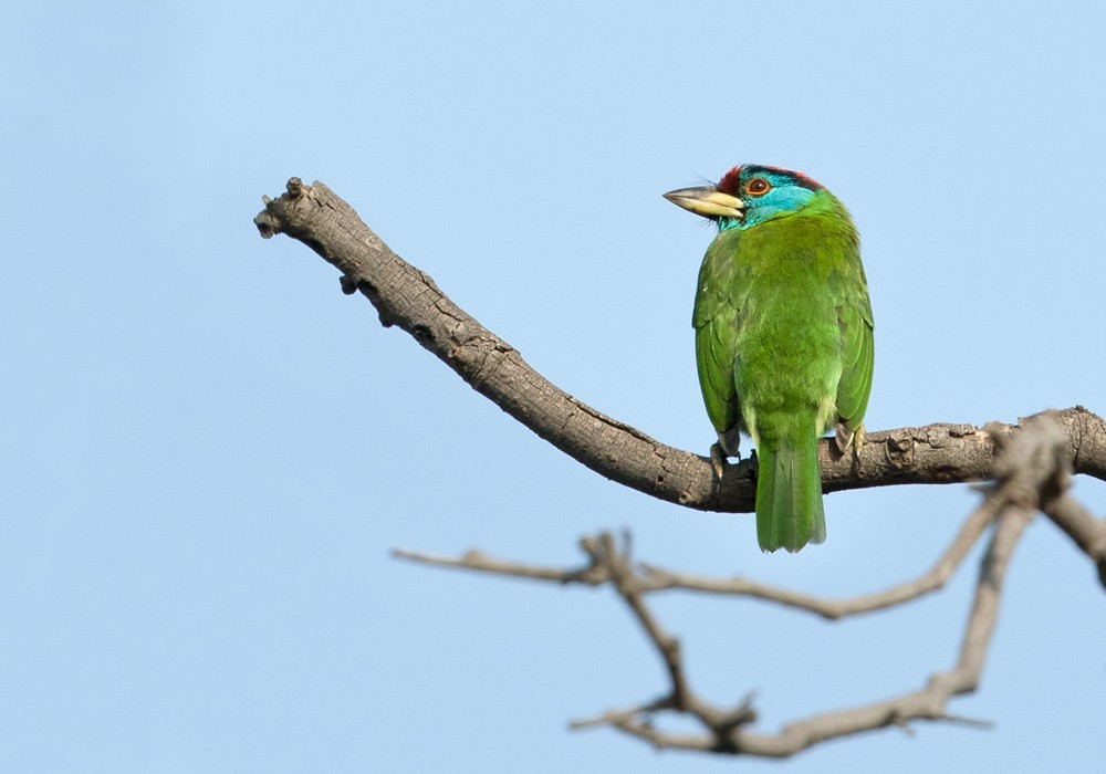 Blue-throated Barbet (Red-crowned) - Lars Petersson | My World of Bird Photography