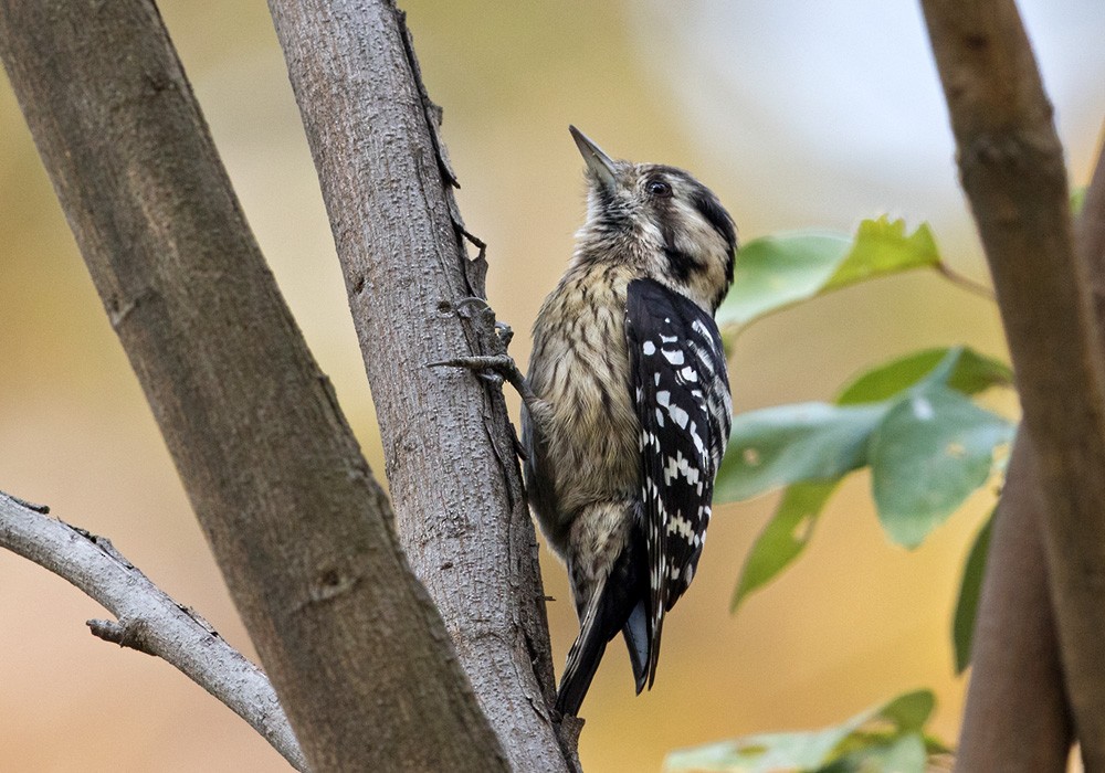 Gray-capped Pygmy Woodpecker - ML205988061