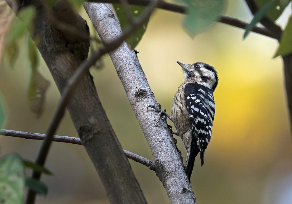 Gray-capped Pygmy Woodpecker - Lars Petersson | My World of Bird Photography