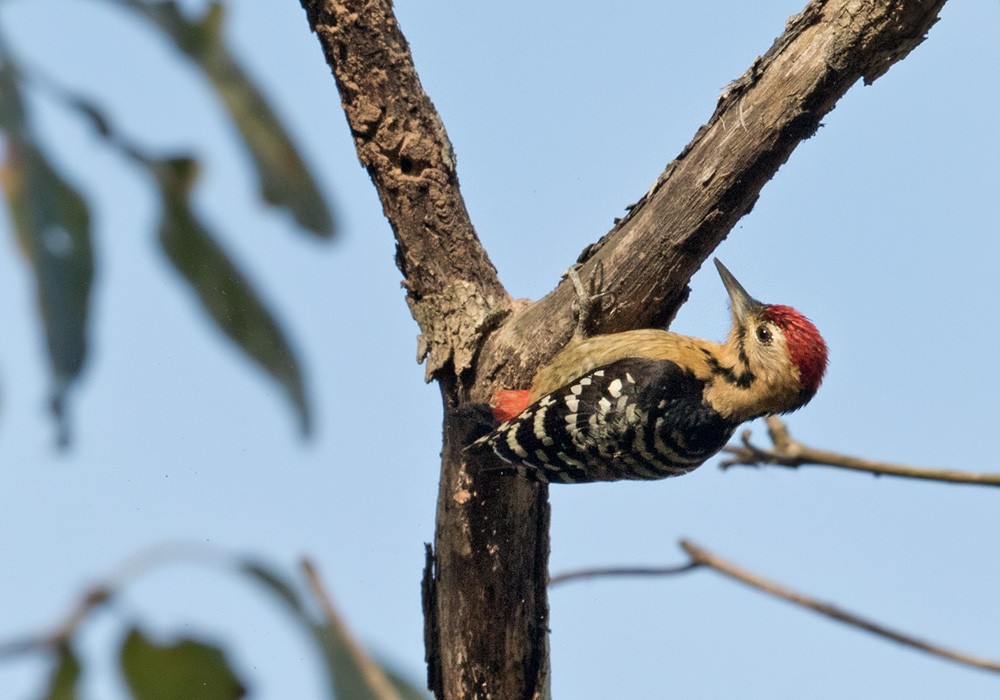 Fulvous-breasted Woodpecker - ML205988081