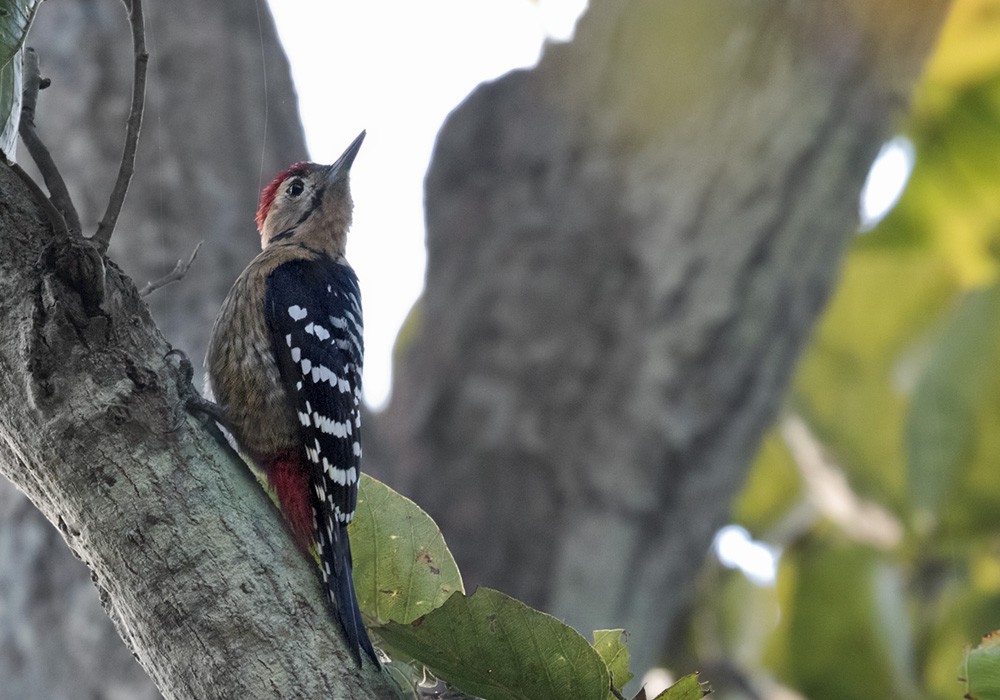Fulvous-breasted Woodpecker - ML205988091