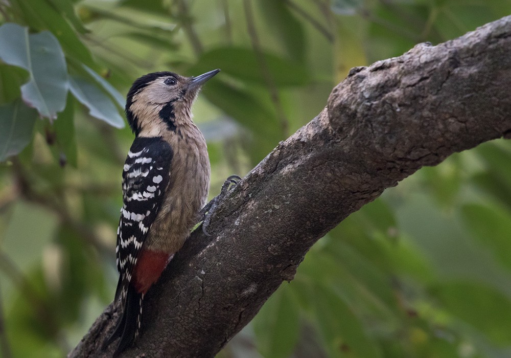 Fulvous-breasted Woodpecker - ML205988101