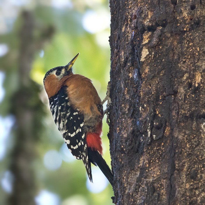 Rufous-bellied Woodpecker - Lars Petersson | My World of Bird Photography