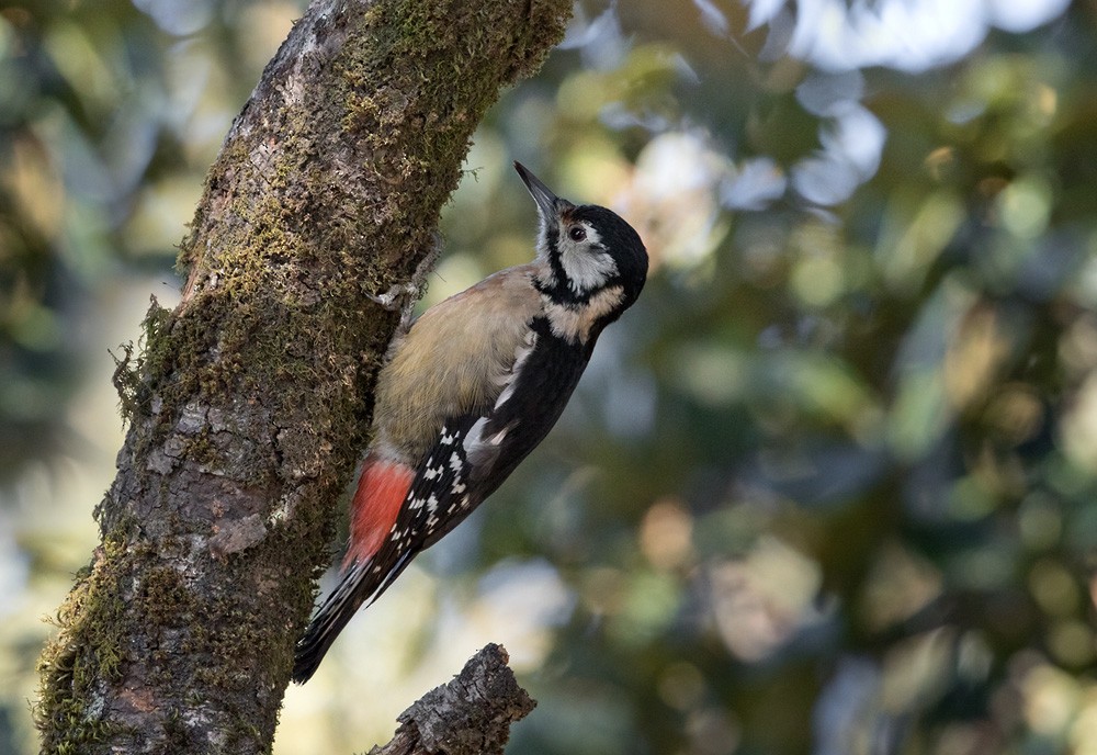 Himalayan Woodpecker - ML205988121