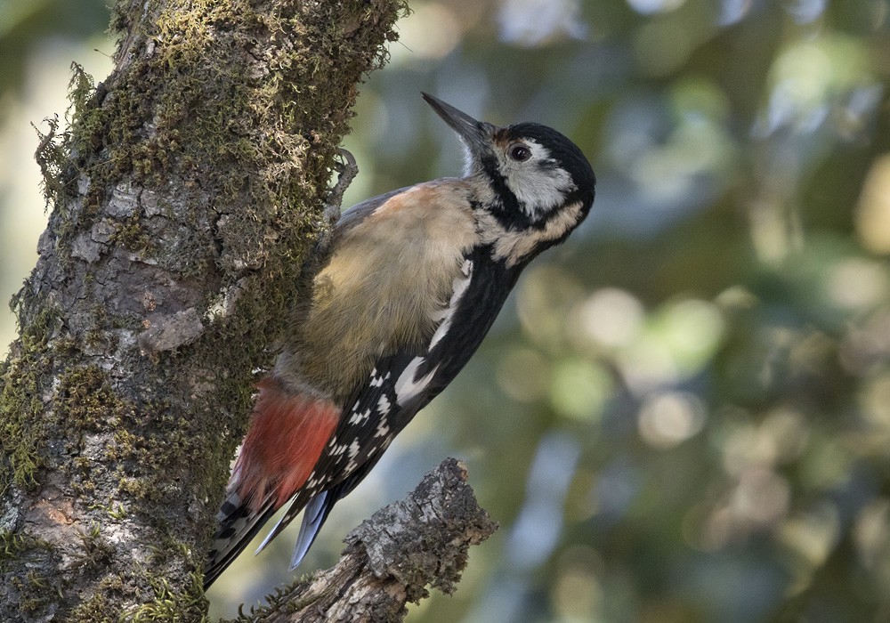 Himalayan Woodpecker - Lars Petersson | My World of Bird Photography