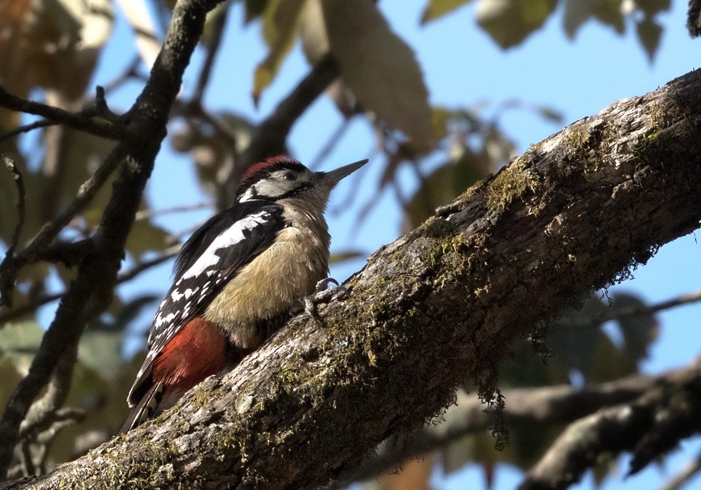 Himalayan Woodpecker - ML205988141