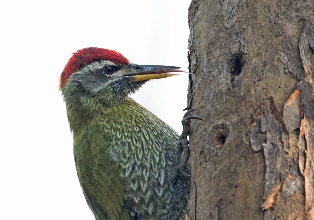 Streak-throated Woodpecker - ML205988171