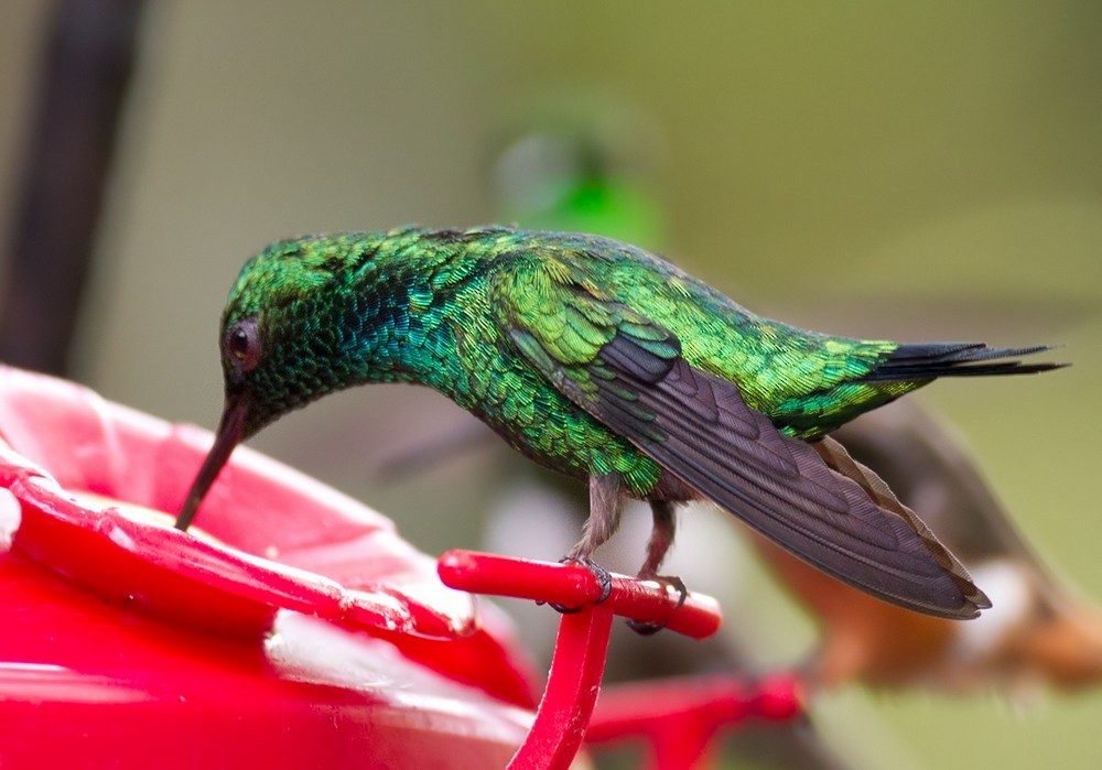 kolibřík blýskavý - ML205988201