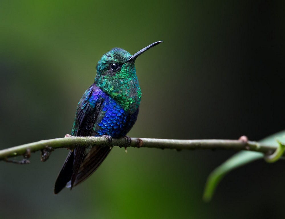 Crowned Woodnymph - Lars Petersson | My World of Bird Photography