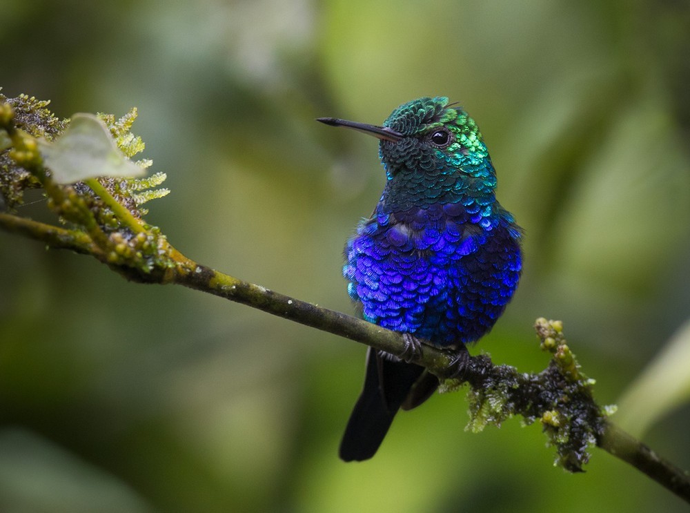 Violet-bellied Hummingbird - Lars Petersson | My World of Bird Photography