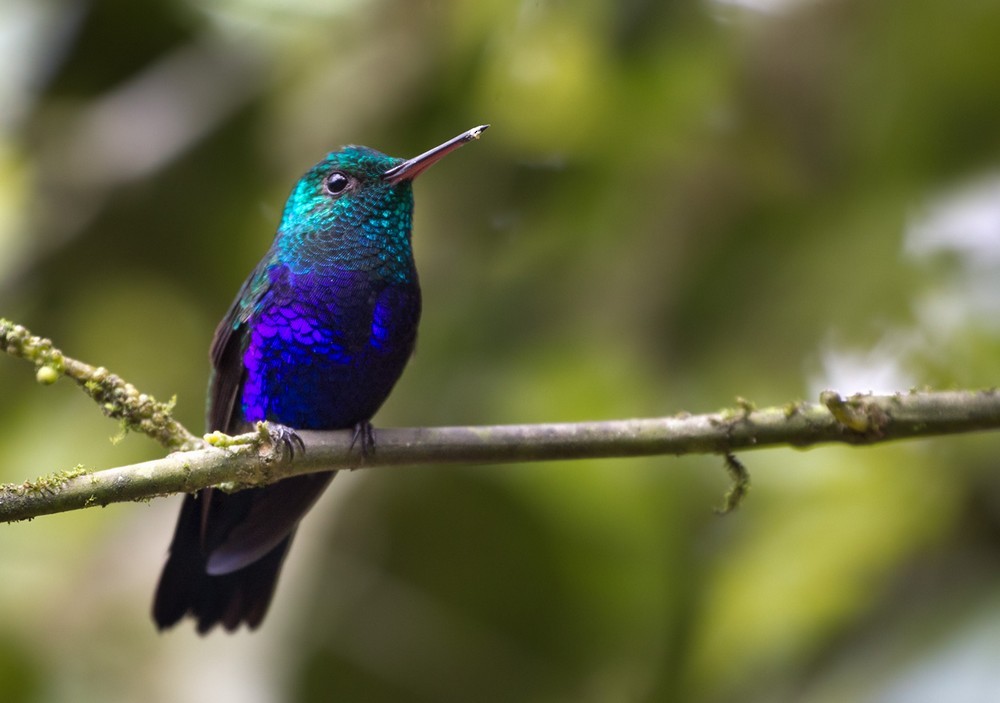 Violet-bellied Hummingbird - Lars Petersson | My World of Bird Photography