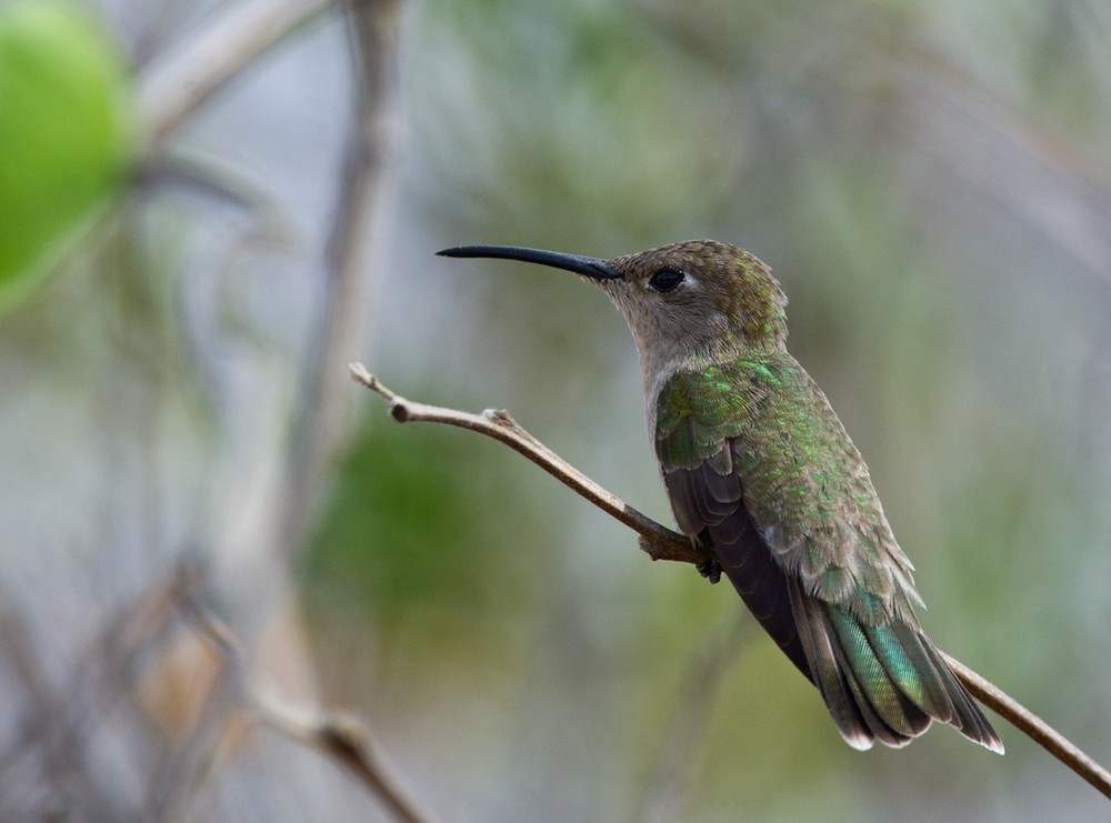 Tumbes Hummingbird - Lars Petersson | My World of Bird Photography